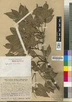 Syntype of Afrormosia elata Harms [family LEGUMINOSAE/FABACEAE]