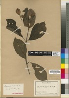Isosyntype of Mussaenda zenkeri Wernham [family RUBIACEAE]