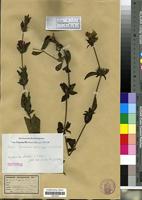 Isotype of Dyschoriste decora S. Moore [family ACANTHACEAE]