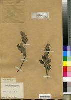 Filed as Secamone alpini Schultes [family ASCLEPIADACEAE]
