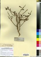 Type? of Sevada schimperi Moq. in DC. [family CHENOPODIACEAE]