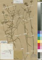Type? of Iberis timeroyi Jord. [family CRUCIFERAE/BRASSICACEAE]