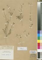Filed as Sisymbrium septulatum DC. [family CRUCIFERAE/BRASSICACEAE]