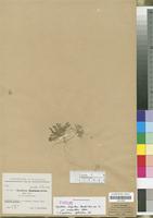 Type of Sisymbrium sinapistrum Handel-Mazz. non Cr. var. macranthum Bornm. [family CRUCIFERAE/BRASSICACEAE]