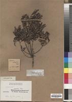 Filed as Euclea undulata Thunb. [family EBENACEAE]