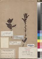 Isotype of Euclea baumii Gürke [family EBENACEAE]