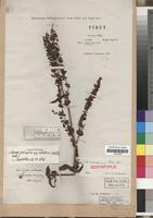 Isosyntype of Rumex tibeticus Rech.f. [family POLYGONACEAE]