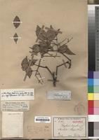 Isotype of Strychnos usambarensis Gilg [family LOGANIACEAE]