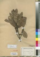 Isotype of Ocotea usambarensis Engl. [family LAURACEAE]