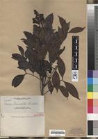 Isotype of Guioa truncata Radlk. [family SAPINDACEAE]