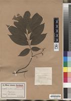 Isotype of Lepidopetalum subdichotomum Radlk. [family SAPINDACEAE]