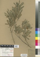 Isotype of Nesogordonia pachyneura Capuron ex L.C. Barnett [family STERCULIACEAE]