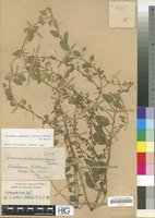 Type? of Hermannia karakowisensis Dinter in sched. [family STERCULIACEAE]