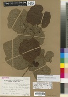 Isotype of Ampelocissus schliebenii Werderm. [family VITACEAE]