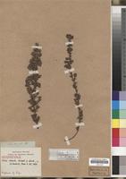 Isosyntype of Erica armata Klotzsch ex Benth. [family ERICACEAE]