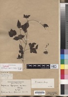 Type of Dalechampia capensis A. Spreng. [family EUPHORBIACEAE]