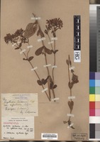 Isosyntype of Erythraea centaurium (L.) Pers. var. suffruticosa Griseb. [family GENTIANACEAE]