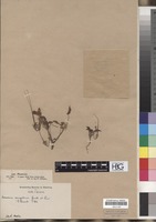Filed as Monsonia senegalensis Guill. & Perr. [family GERANIACEAE]