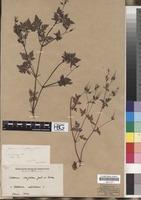 Filed as Geranium robertianum L. [family GERANIACEAE]