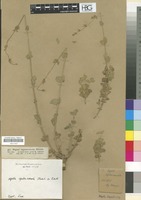 Filed as Nepeta septemcrenata Ehrenb. ex Benth. [family LABIATAE/LAMIACEAE]