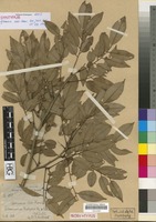 Syntype of Afrormosia elata Harms [family LEGUMINOSAE/FABACEAE]