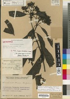 Lectotype of Pavetta molundensis K. Krause [family RUBIACEAE]