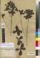 Isotype of Pavetta catophylla K. Schum. [family RUBIACEAE]