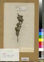 Type of Secamone thunbergii E. Meyer [family ASCLEPIADACEAE]