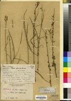 Isotype of Cleome scheffleri Briq. [family CAPPARACEAE]