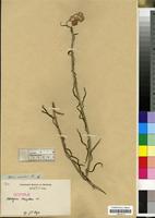 Isotype of Helichrysum stenopterum DC. [family COMPOSITAE/ASTERACEAE]