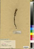 Isotype of Osmitopsis parvifolia (DC.) Hofmeyr [family COMPOSITAE/ASTERACEAE]