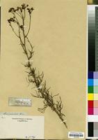 Filed as Senecio pinnulatus Thunb. [family COMPOSITAE/ASTERACEAE]