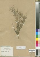 Filed as Sisymbrium burchellii DC. [family CRUCIFERAE/BRASSICACEAE]