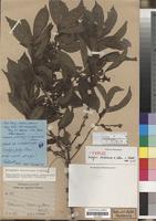 Type? of Tricalysia strictiramea K. Schum. in Mildbr. nom. nud. [family RUBIACEAE]
