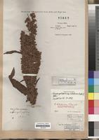 Isosyntype of Rumex tibeticus Rech.f. [family POLYGONACEAE]