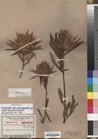 Isolectotype of Protea haemantha Engl. & Gilg [family PROTEACEAE]