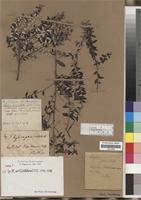 Type? of Phylica paniculata Willd. [family RHAMNACEAE]