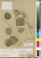 Syntype of Tinospora stuhlmannii Engl. [family MENISPERMACEAE]