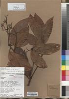 Paratype of Persea nudigemma van der Werff [family LAURACEAE]
