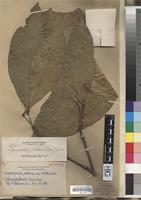 Isotype of Lepisanthes palawanica Radlk. [family SAPINDACEAE]
