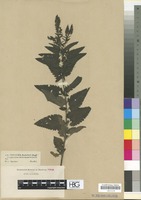 Type of Veronica bachofenii Heuff. [family SCROPHULARIACEAE]