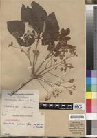 Isosyntype of Schinziophyton rautanenii (Schinz) Radcl.-Sm. [family EUPHORBIACEAE]