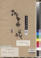 Filed as Dalechampia capensis A. Spreng. [family EUPHORBIACEAE]