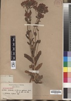 Isosyntype of Erythraea centaurium (L.) Pers. var. suffruticosa Griseb. [family GENTIANACEAE]