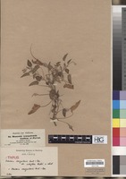 Type? of Monsonia senegalensis Guill. & Perr. var. subbiflora Hochst. in sched. [family GERANIACEAE]