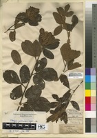 Filed as Flemingia grahamiana Wight & Arn. [family LEGUMINOSAE/FABACEAE]