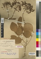 Isosyntype of Erythrina ulei Harms [family LEGUMINOSAE/FABACEAE]