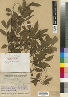 Syntype of Afrormosia elata Harms [family LEGUMINOSAE/FABACEAE]