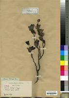 Type of Secamone thunbergii E. Meyer [family ASCLEPIADACEAE]