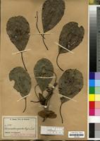 Isolectotype of Terminalia superba Engl. & Diels [family COMBRETACEAE]